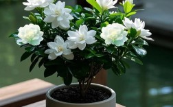 哪个品种桅子花长势最快