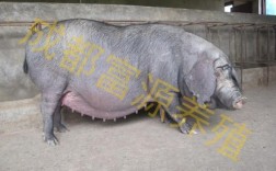 四川的猪有哪些品种？