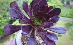 多肉黑法师到底有多少品种？