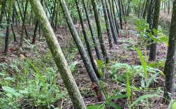 大个魔芋种植技术视频