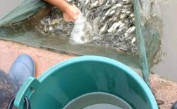 草鱼养殖技术有哪些关键要点？