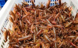 湖南小龙虾苗批发价现在多少？