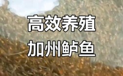 加州鲈鱼幼苗饲养技术