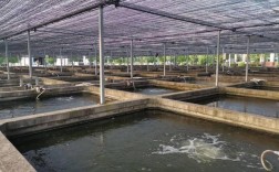 水泥池小龙虾养殖技术有哪些关键要点？