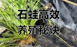 野生石蛙养殖技术视频怎么学？