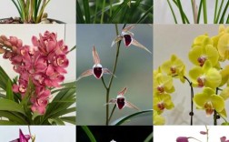 世上最好看兰花品种究竟花落谁家？