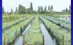 淡水鲈鱼网箱养殖技术