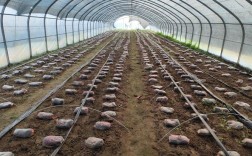 羊肚菌栽培视频，关键步骤有哪些？