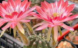 白天开花的仙人球有哪些常见品种？