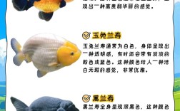 养殖业饲养标准品种可行吗？