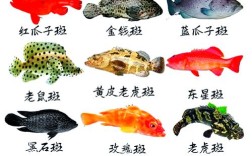 淡水石斑鱼到底有多少个品种？