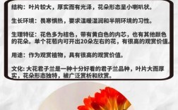 哪些君子兰品种叶片更厚？