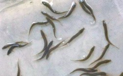 台湾泥鳅繁殖孵化技术关键点有哪些？