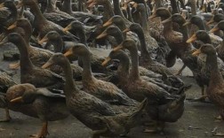 养殖蛋鸭品种选哪种好？