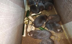 湖南竹鼠养殖技术视频