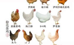 什么鸡品种产蛋量最高？