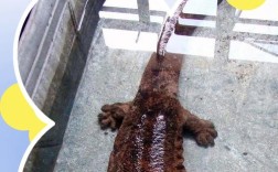 2025野生娃娃鱼价格多少钱一斤？