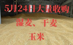 今年河南小麦收购价多少？