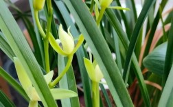 兰花中最名贵的品种究竟是什么？