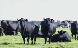 牛品种最丰富的国家