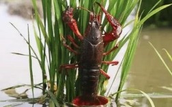 稻田里养的是什么虾？