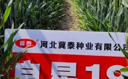 新冬34小麦品种有何特点与优势？