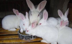 哪种兔子最适合农村养殖？