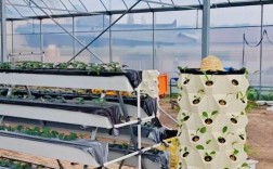 草莓大棚栽培技术视频，如何高效种植？