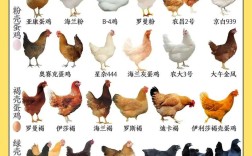 地方地方品种鸡该怎么养？