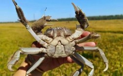 盘锦河蟹批发价格多少