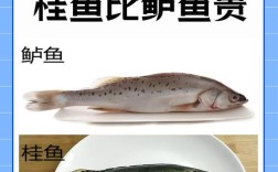 广东桂花鱼今日价格多少？