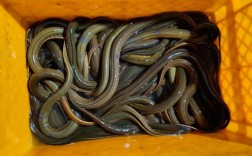 上海今天黄鳝批发价格多少钱一斤？