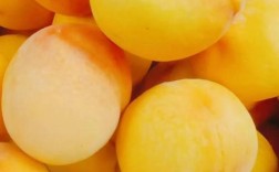 鲜食黄桃什么品种最好