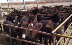 肉驴养殖品种选哪个好？