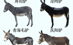 肉驴选啥品种好？