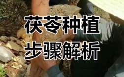 茯苓最新菌种种植技术要点是什么？