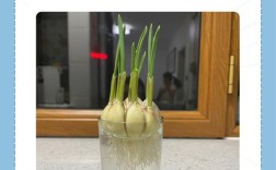 哪里能下载大蒜种植技术视频？