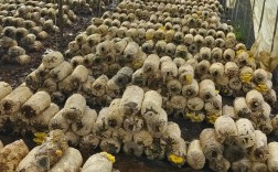 平菇栽培视频技术有哪些关键点？