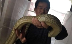 广西无毒蛇养殖技术有哪些要点？