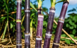 甘蔗种子究竟该怎么种？掌握这些关键技术，轻松实现高产！