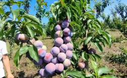 一点红李子树如何科学种植？