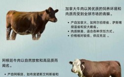 优质肉牛品种介绍视频