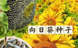 哪种向日葵品种最好吃？