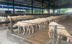 小尾寒羊养殖技术要领有哪些关键点？