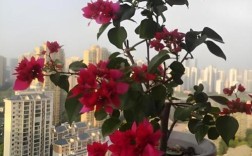 三角梅耐寒品种有哪些？