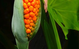 滴水观音有哪些常见品种？