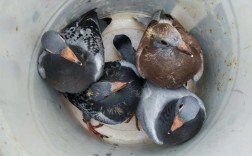 鸽子养殖技术视频有哪些关键要点？