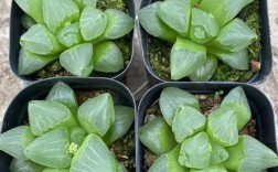 多肉玉露最贵品种是哪个？