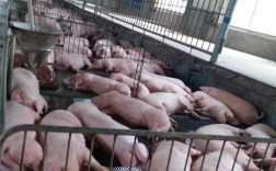 放养土猪养殖技术视频怎么学？