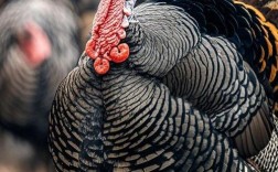 火鸡养殖哪个品种好养？